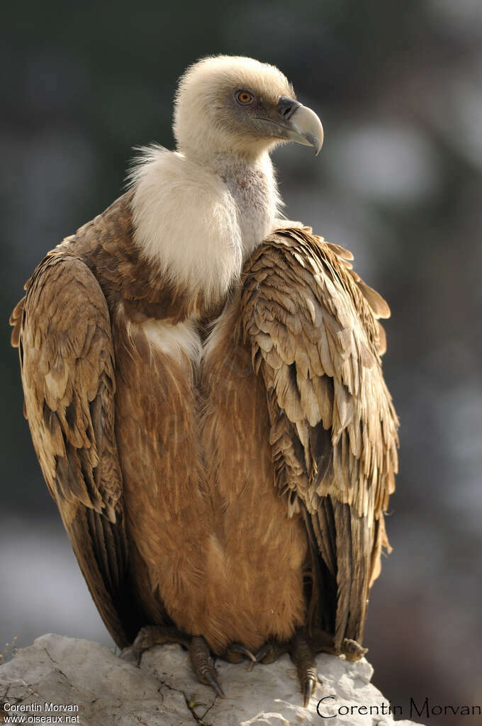 Griffon Vultureadult, aspect, pigmentation