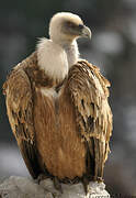 Griffon Vulture