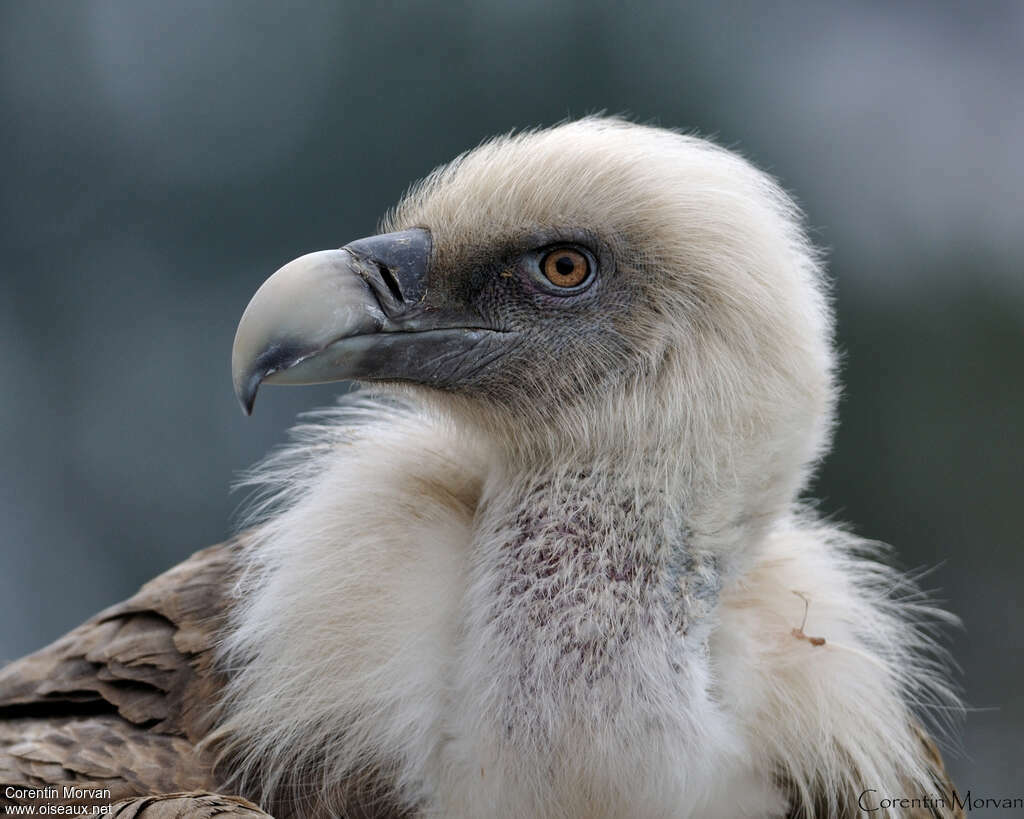 Vautour fauveadulte, portrait