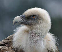 Griffon Vulture