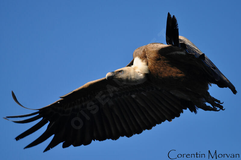 Griffon Vulture