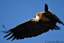 Griffon Vulture