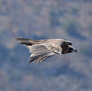 Cinereous Vulture