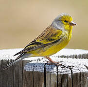 Corsican Finch