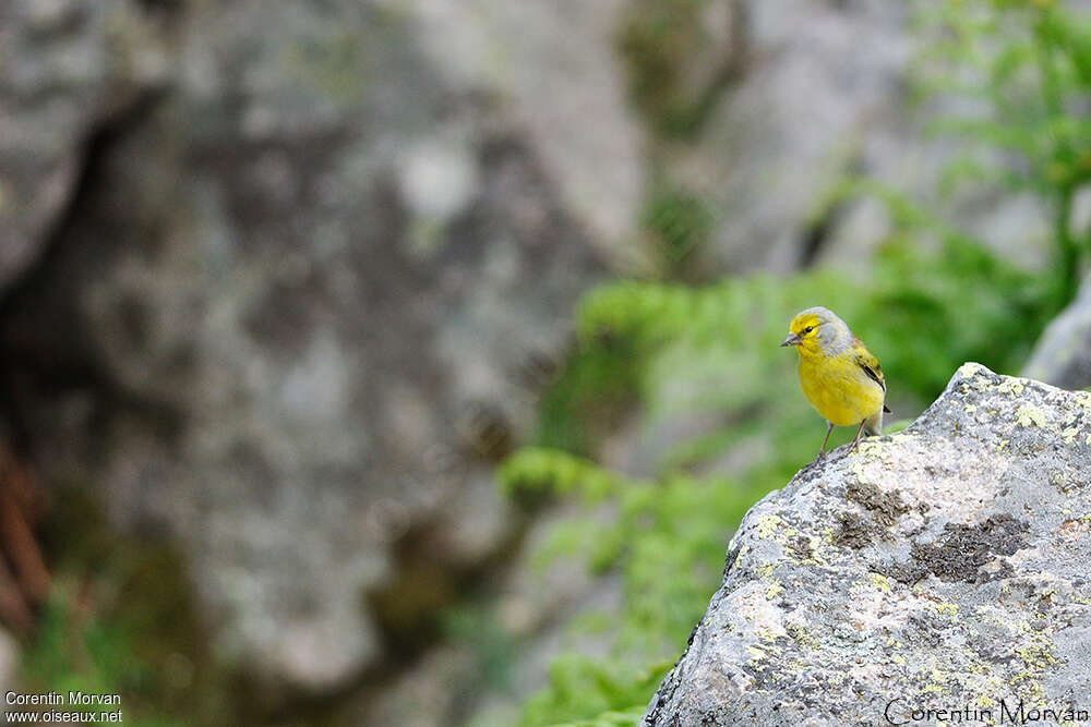 Corsican Finch male adult, pigmentation