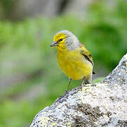 Corsican Finch