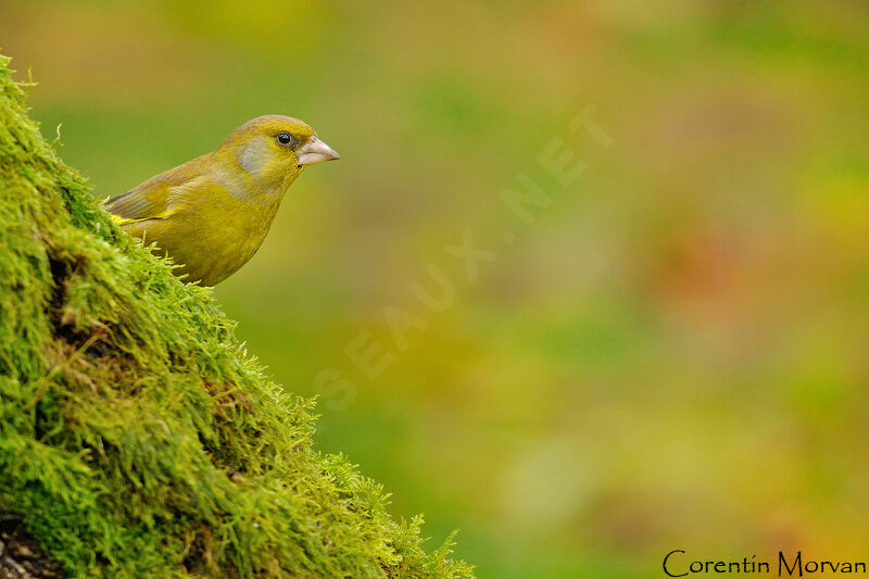 European Greenfinch