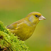 European Greenfinch