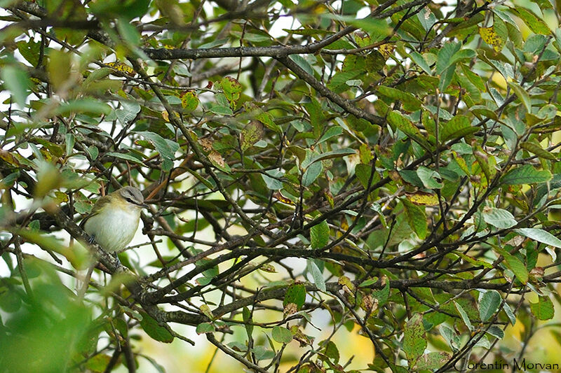 Red-eyed Vireo