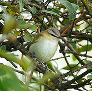 Red-eyed Vireo