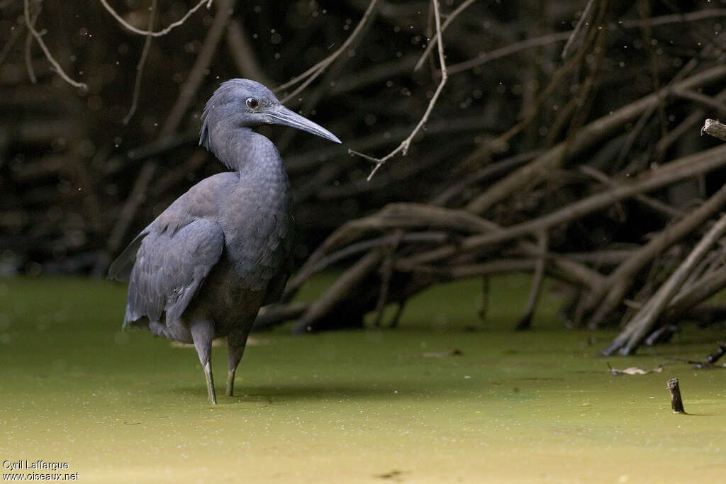 Aigrette ardoisée