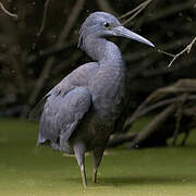 Aigrette ardoisée