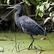 Aigrette ardoisée