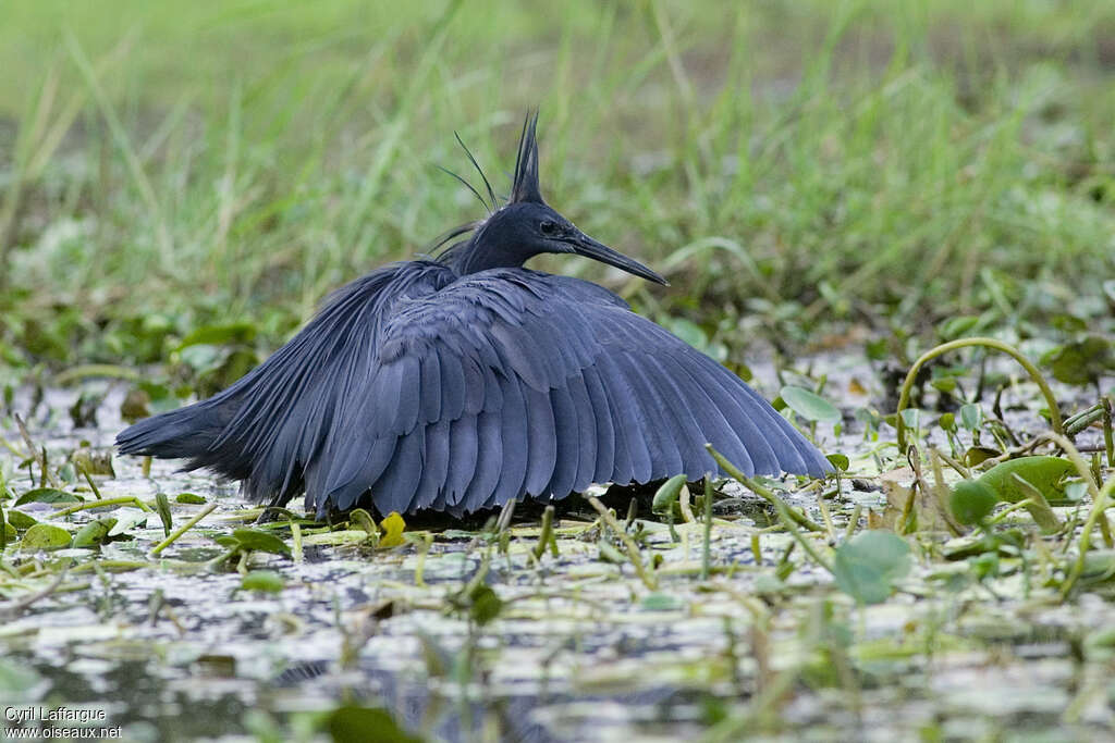 Black Heronadult, fishing/hunting, Behaviour