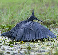 Aigrette ardoisée