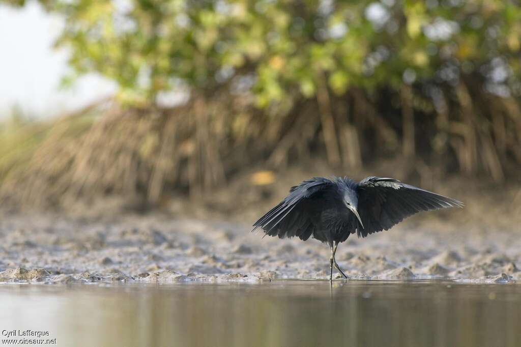 Aigrette ardoisée