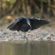 Aigrette ardoisée