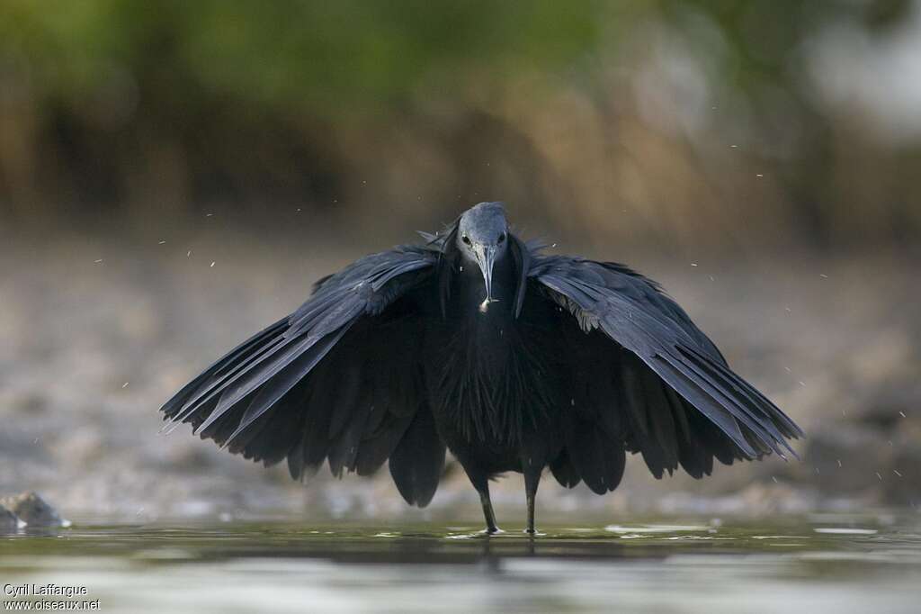 Aigrette ardoisée