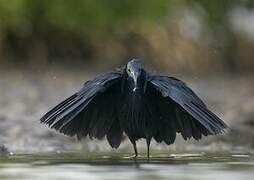 Aigrette ardoisée