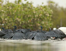 Black Heron