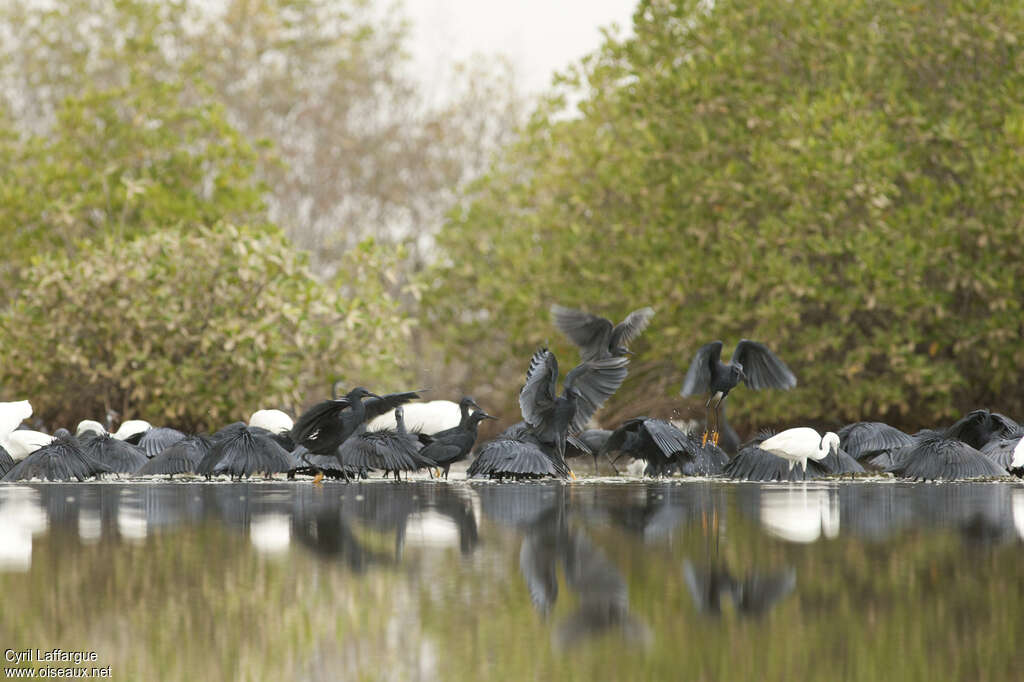 Black Heron, identification, Behaviour