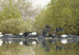 Aigrette ardoisée