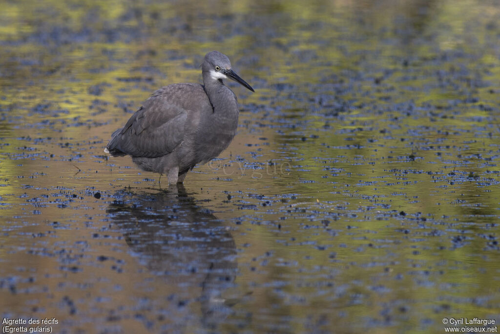 Western Reef Heron