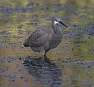 Western Reef Heron