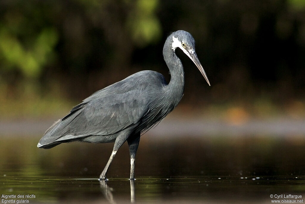 Aigrette des récifs