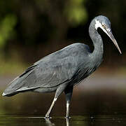 Western Reef Heron