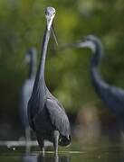 Aigrette des récifs