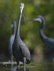 Aigrette des récifs