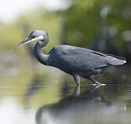 Western Reef Heron