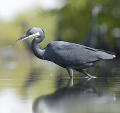 Aigrette des récifs