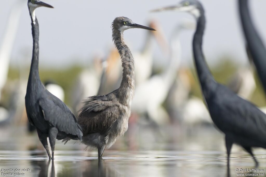 Aigrette des récifsimmature, identification