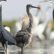 Western Reef Heron