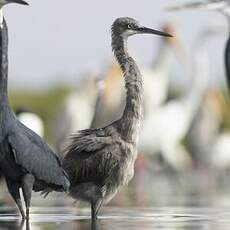 Aigrette des récifs