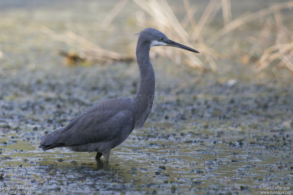 Western Reef Heron