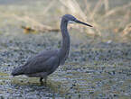 Aigrette des récifs