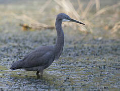 Western Reef Heron