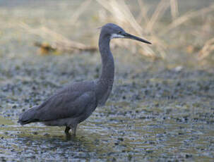 Aigrette des récifs