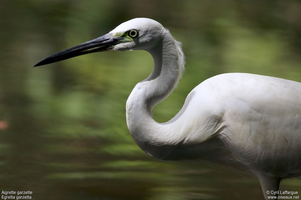 Little Egret