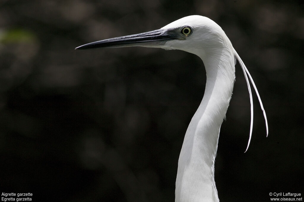 Aigrette garzette