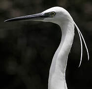 Little Egret