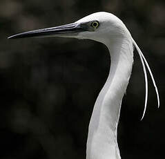 Aigrette garzette