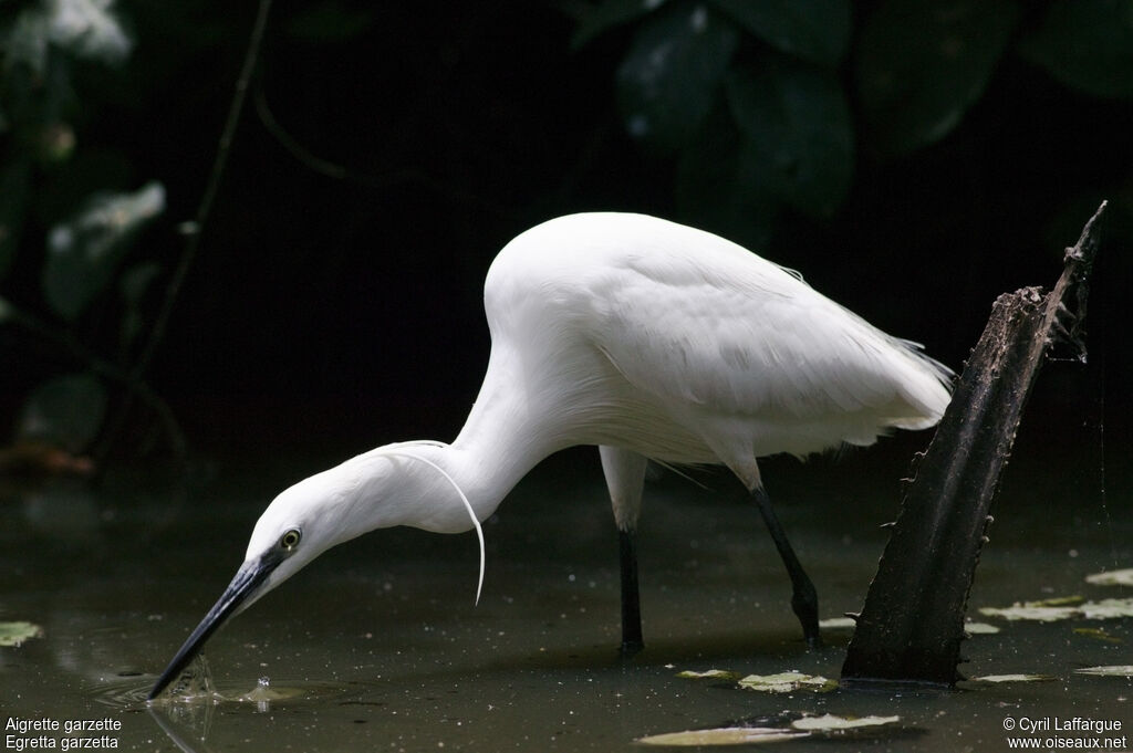 Aigrette garzette