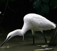 Aigrette garzette