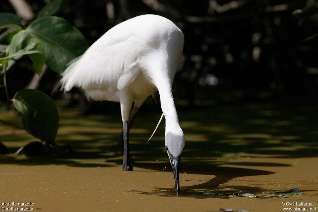 Little Egret