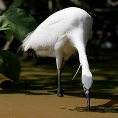 Aigrette garzette