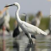 Aigrette garzette